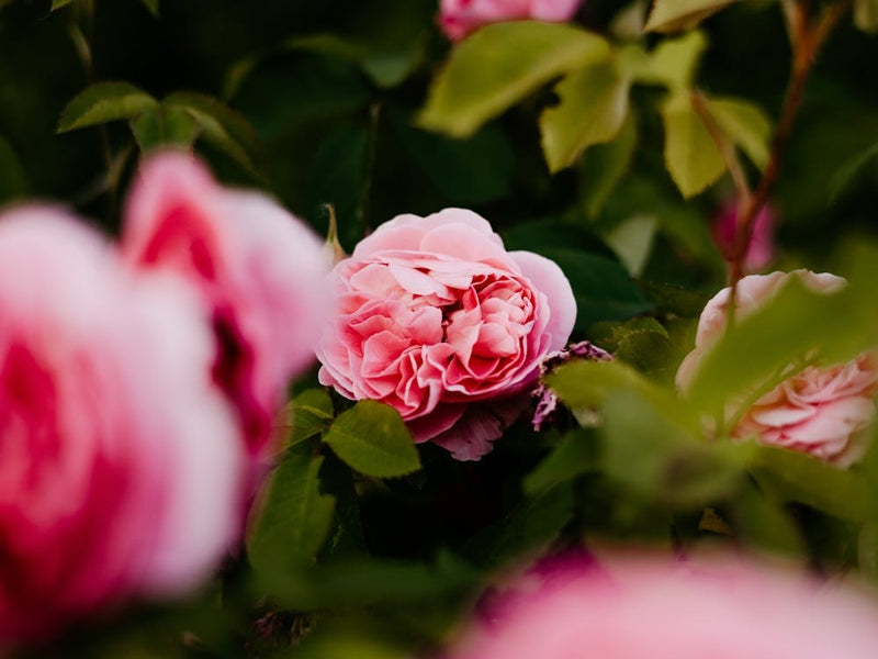 Beautiful pink roses blooming in the spring, Netherlands 1