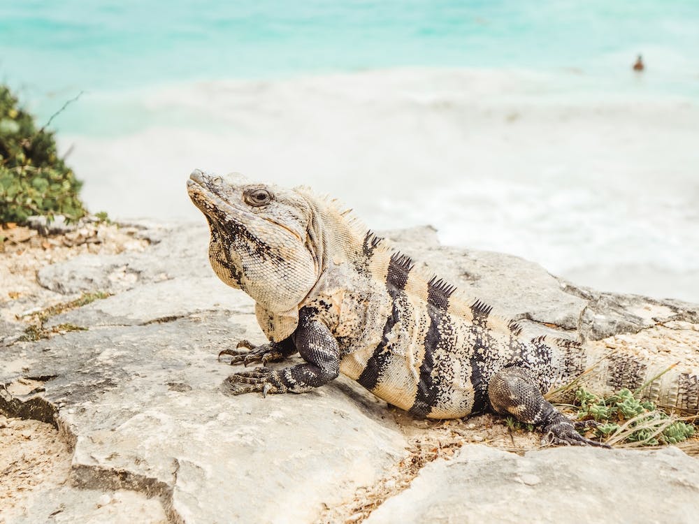 Oceanside Iguana