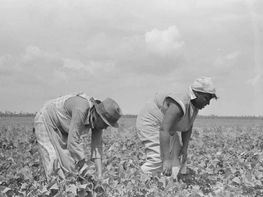 Southeast Missouri Farms, Fsa (Farm Security Administration) Clients Picking String Beans In Field By Russell Lee