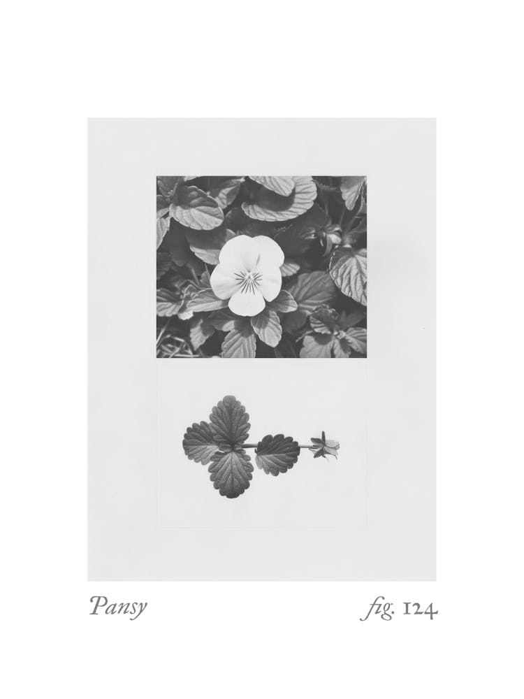 Pansy Botanical Collage 2