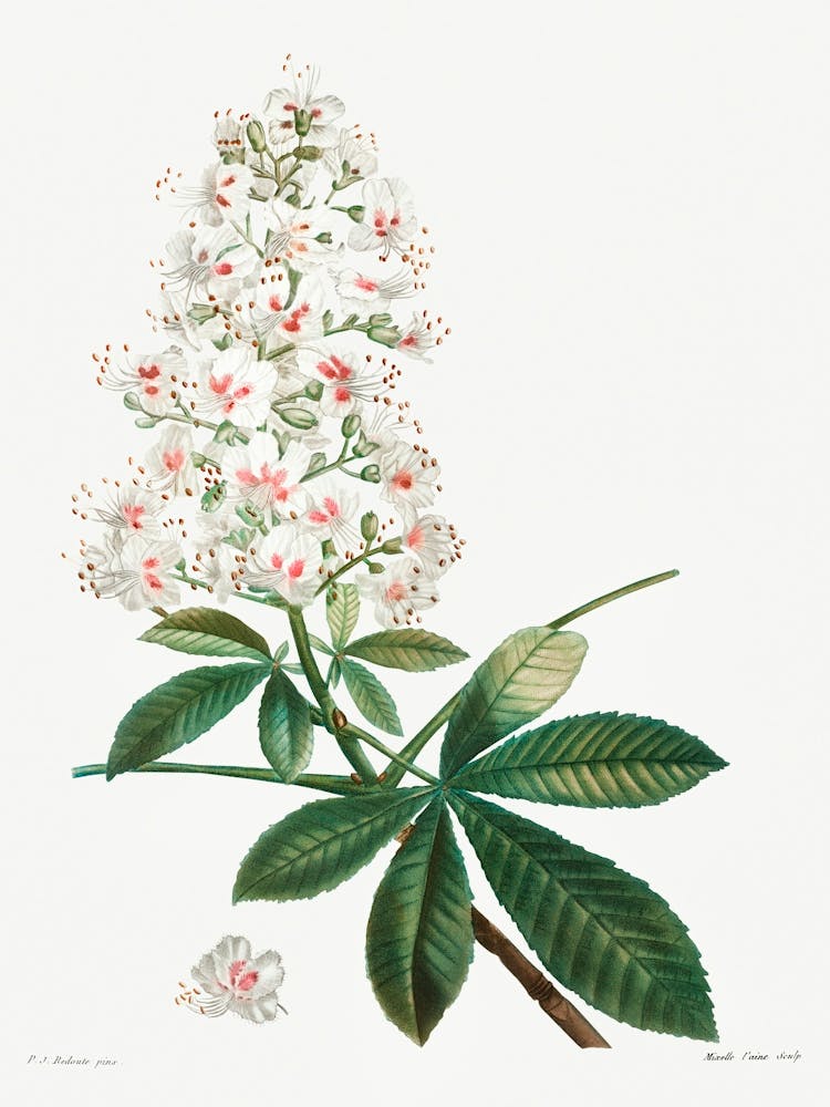 Horse Chestnut, Pierre Joseph Redoute