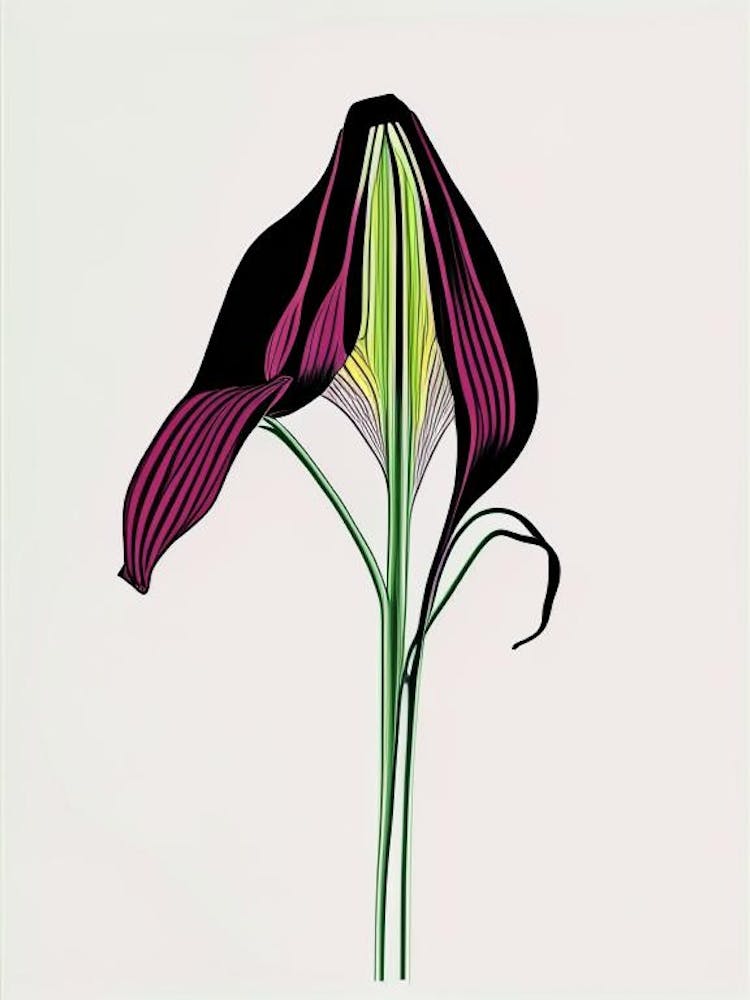 Jack In The Pulpit Floral Minimal Line Drawing 3 Flower