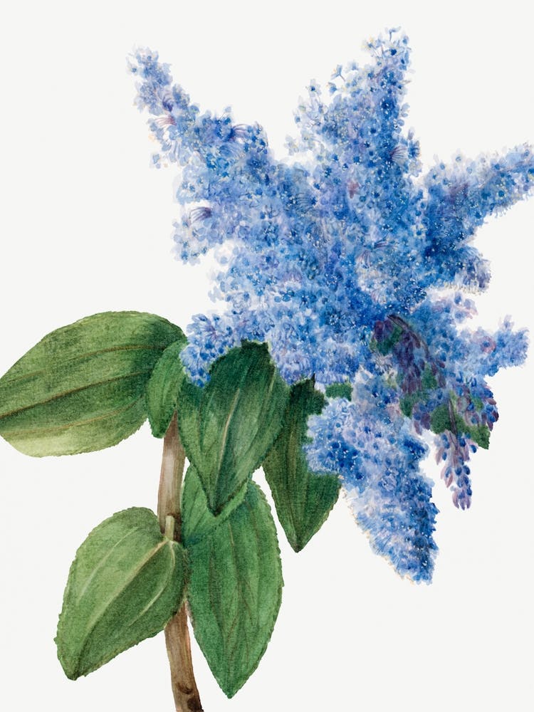 Vintage Botanical Mary Vaux Walcott _2732406