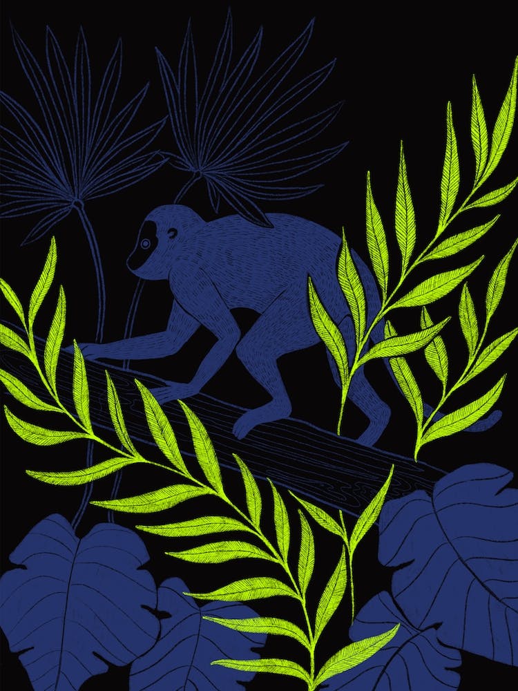 Night Monkey