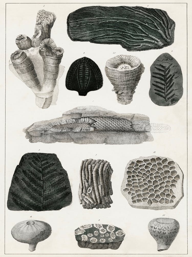 Collection Of Various Fossil, Oliver Goldsmith