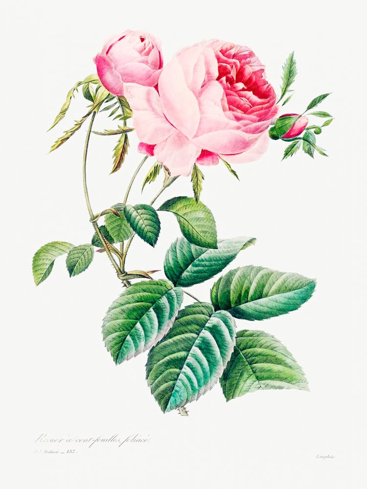 Cabbage Rose, Pierre Joseph Redoute (7)