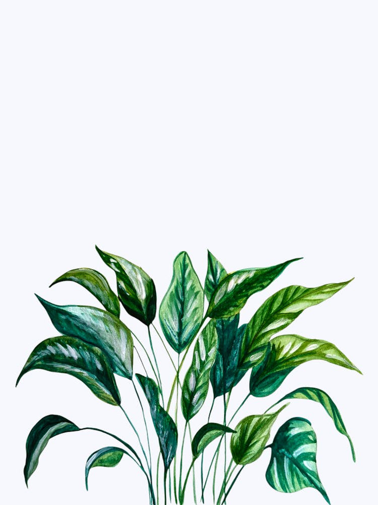Houseplant Botanical Watercolour Illustration Green