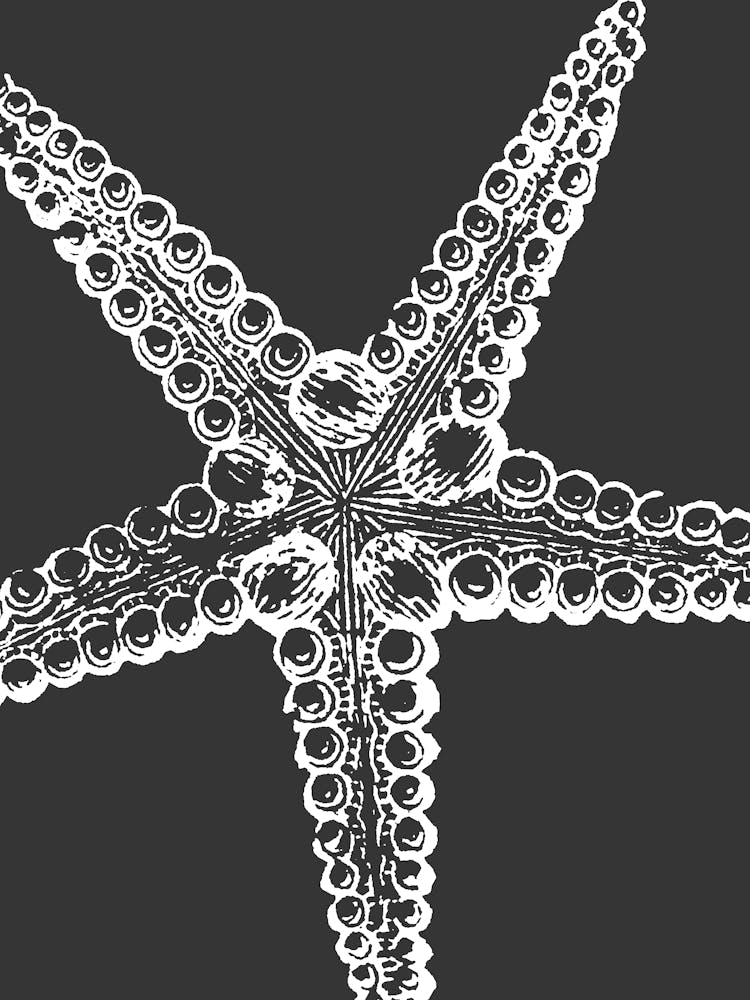 Starfish 5