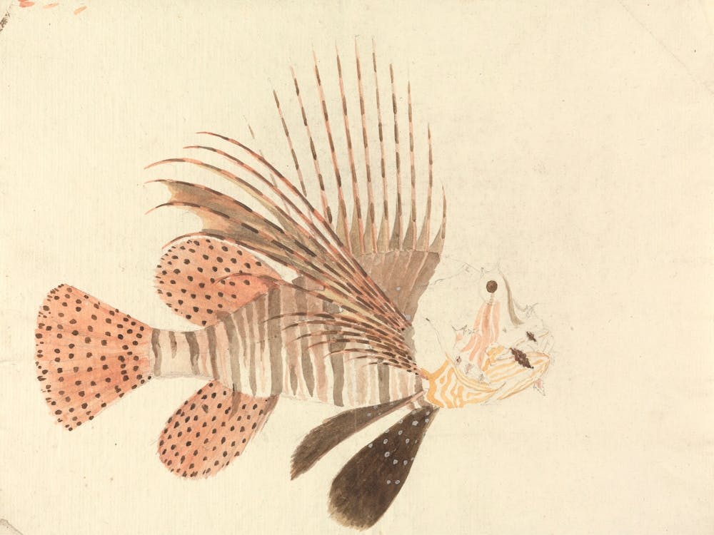 A Fish, Luigi Balugani