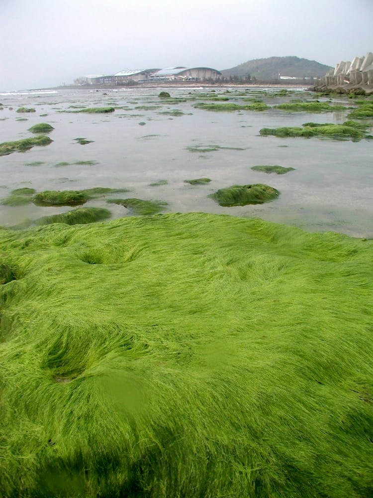 Seaweed - Seaweed Stock Videos & Royalty-Free Footage