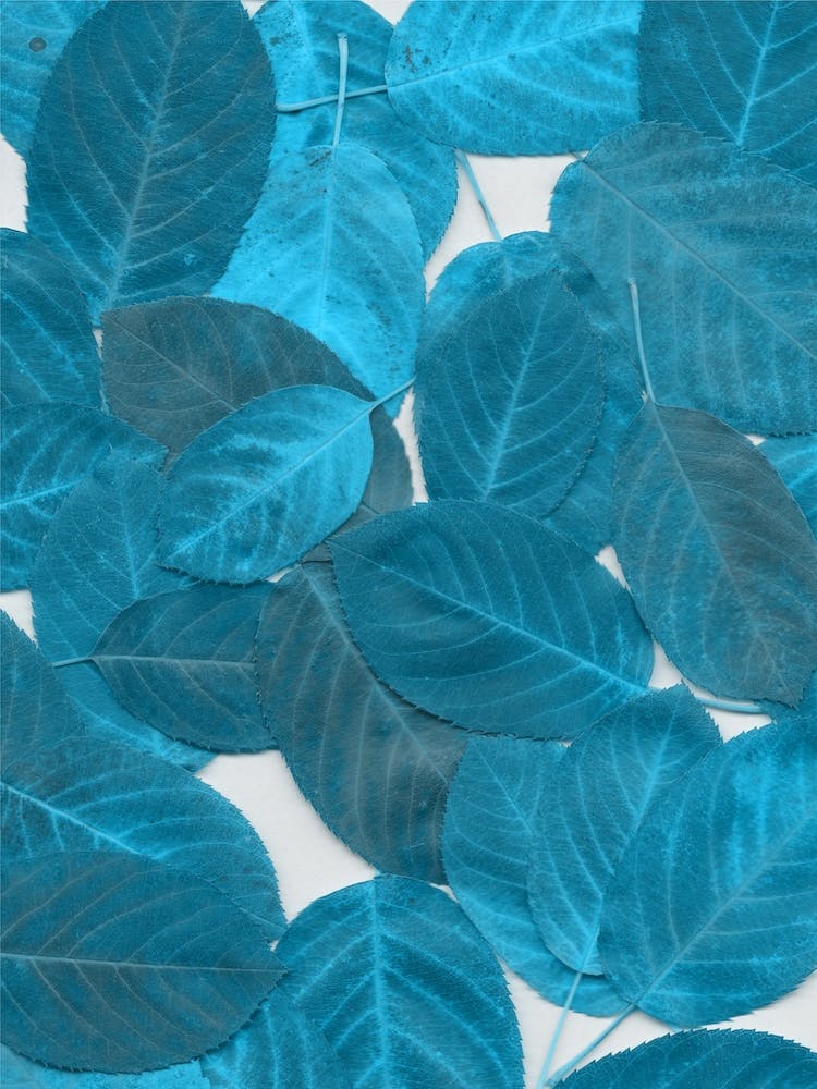 Autumn Leaves Turquoise