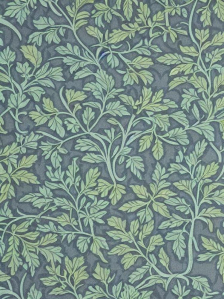 Black Walnut 2 tree Vintage Botanical