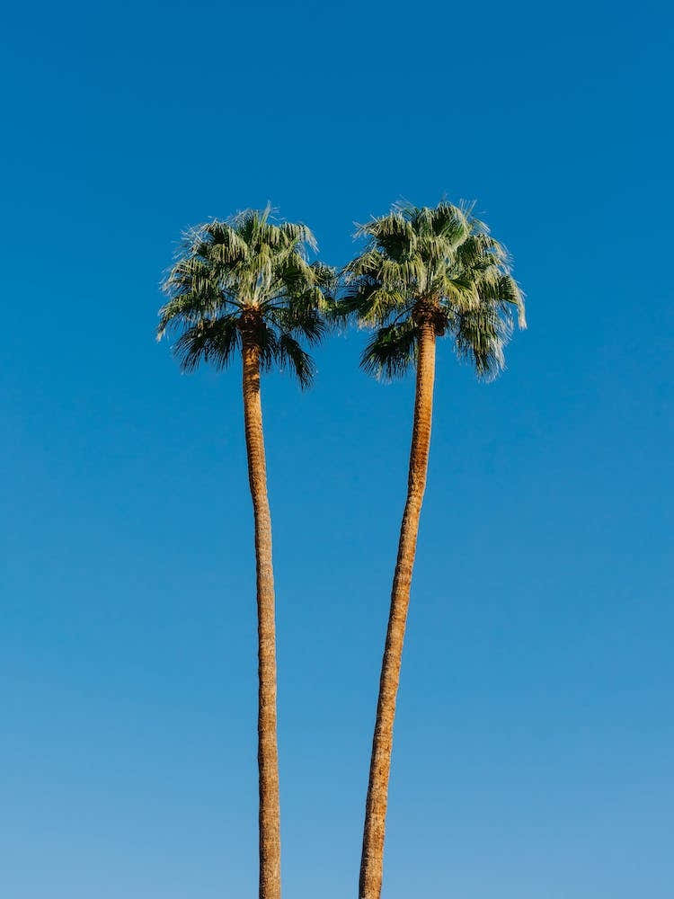 Palm Springs Twin Palms