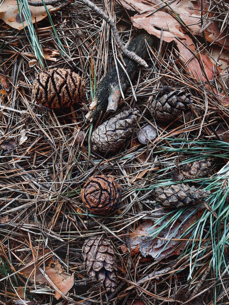 Forest Floor Pinecones