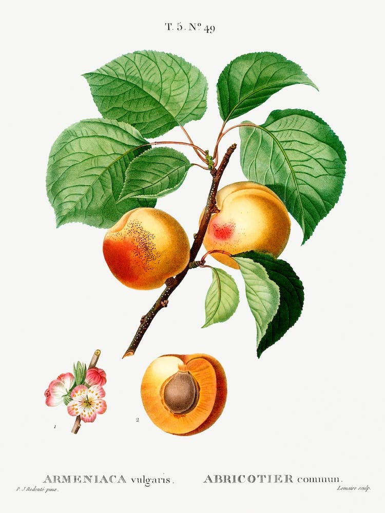 Apricon, Pierre Joseph Redoute