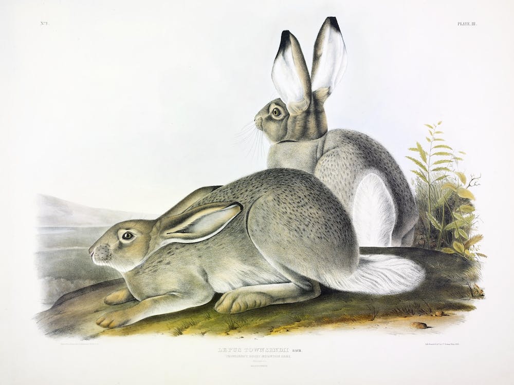 Lièvre des Montagnes Rocheuses, John James Audubon
