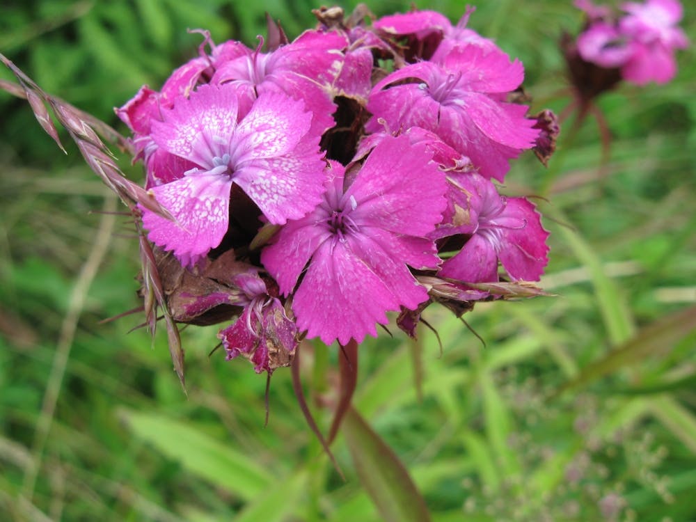 Rosa Geranie