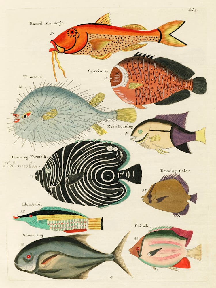 Farbenfrohe und surreale Illustrationen von Fischen, gefunden auf den Molukken (Indonesien) und in Ostindien, Louis Renard(64)