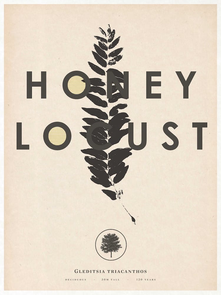 Honey Locust