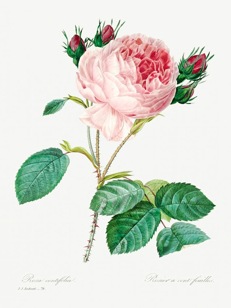 Cabbage Rose, Pierre Joseph Redoute (6)