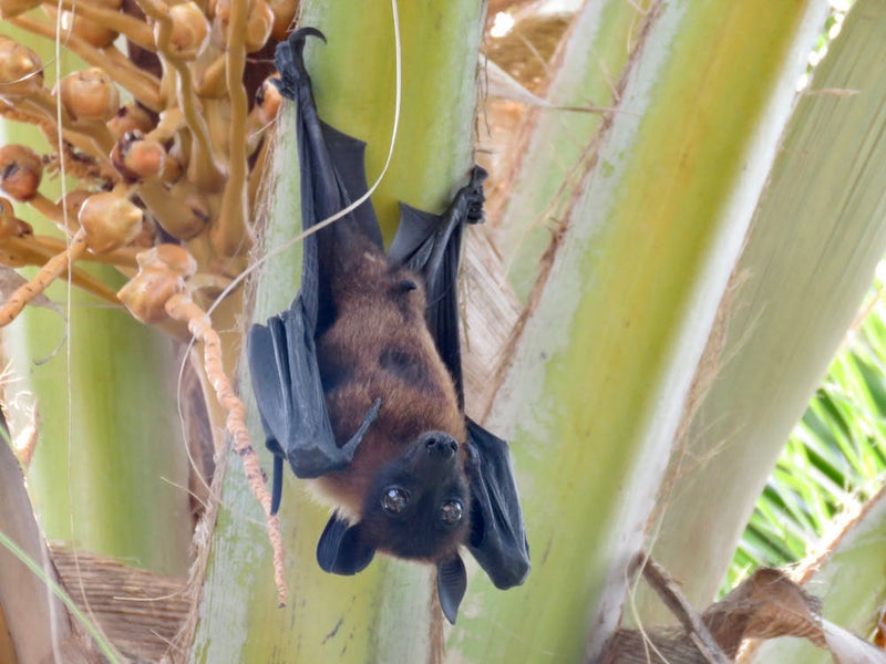 Fruit Bat Hanging From Palm Tree  Maldives nature