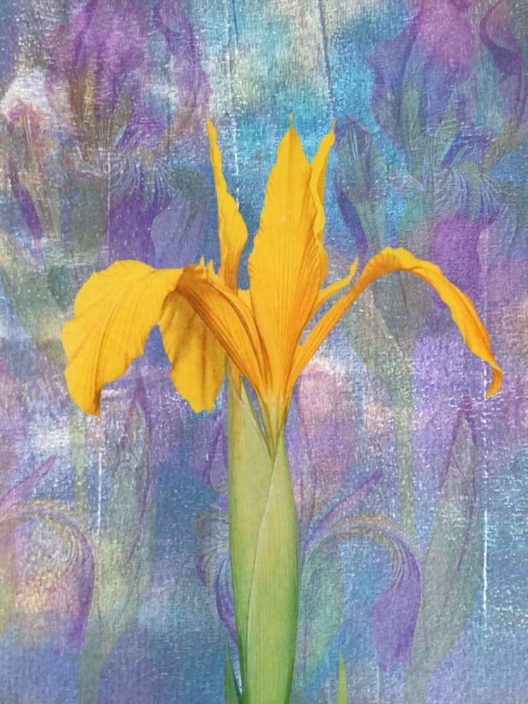 Yellow Iris 1