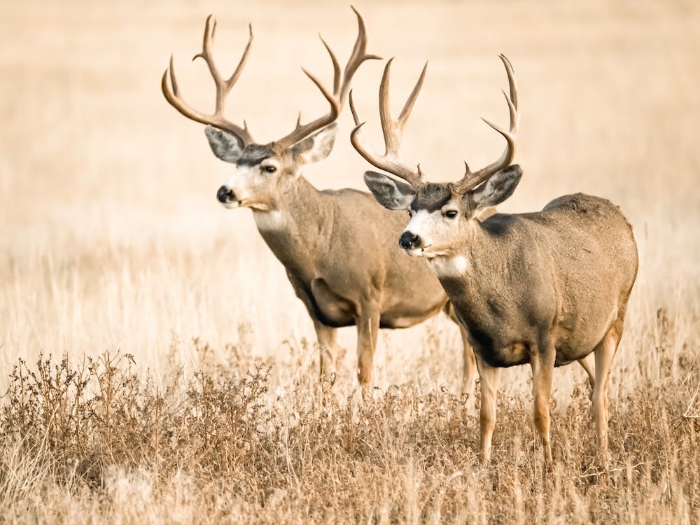 Mule Deer Bucks
