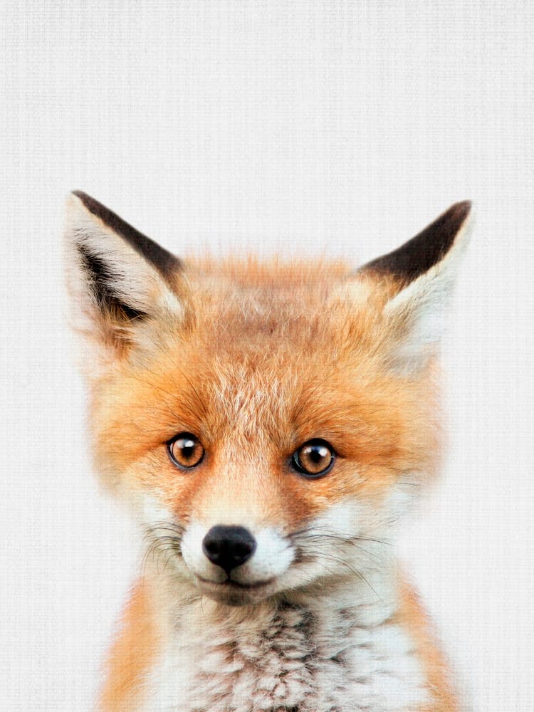 Peekaboo Fox