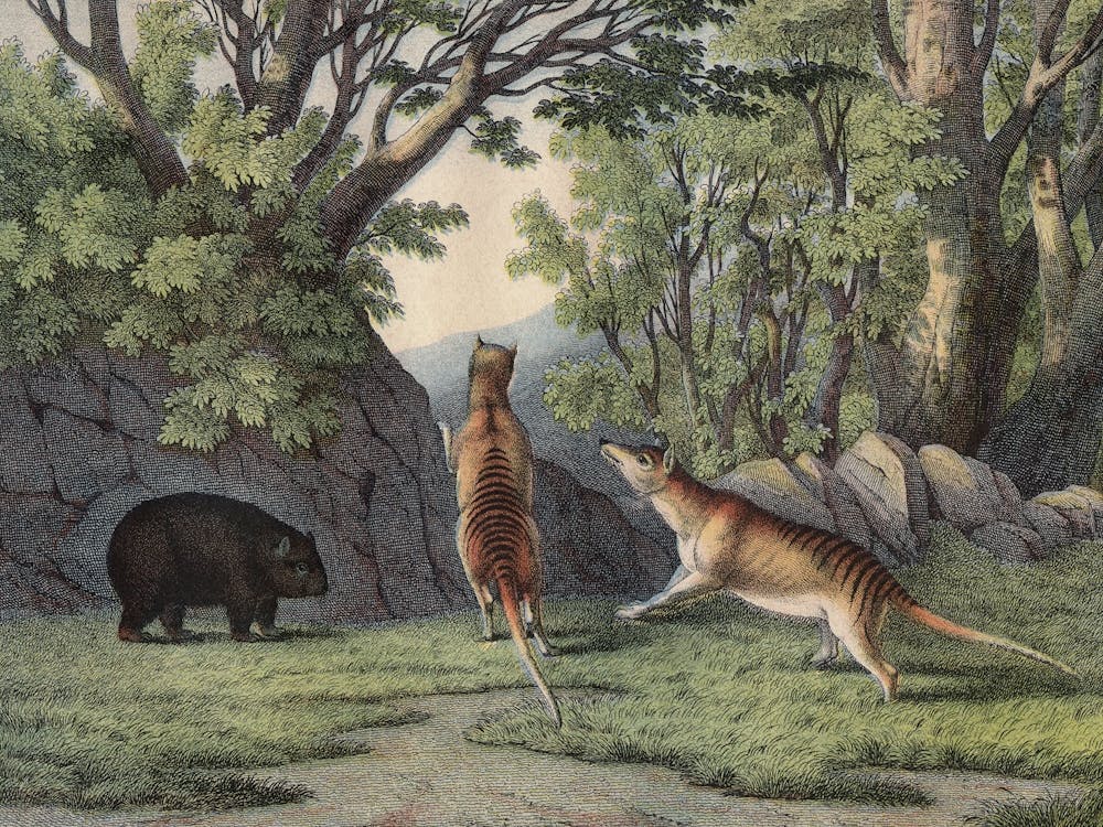 Vintage Kolb 6 Tafel 24 Tigerwolf