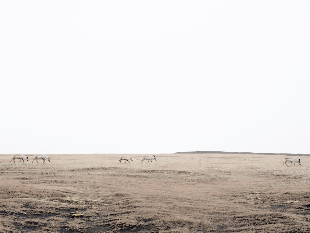 Traveling Caribou