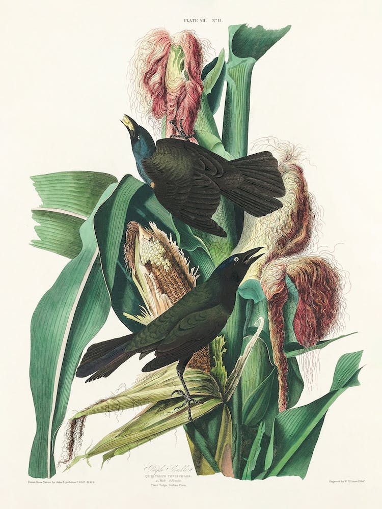 Purple Grakle Or Common Crow, Birds Of America, John James Audubon