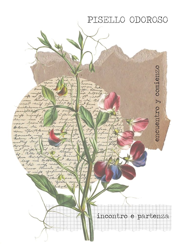 Pisello Odoroso