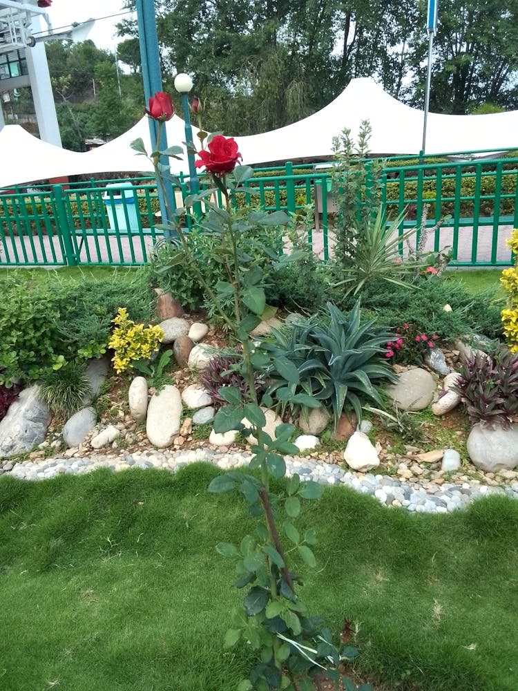 A Rose In A Garden By Binod Dawadi