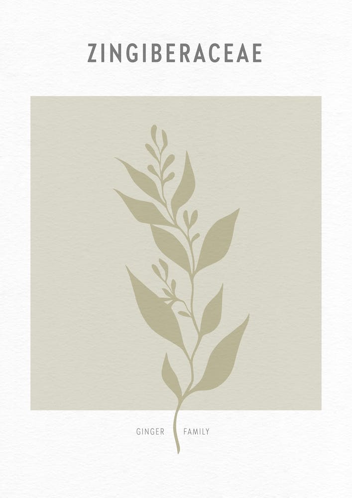 Boho Leaves 2 Zingiberaceae