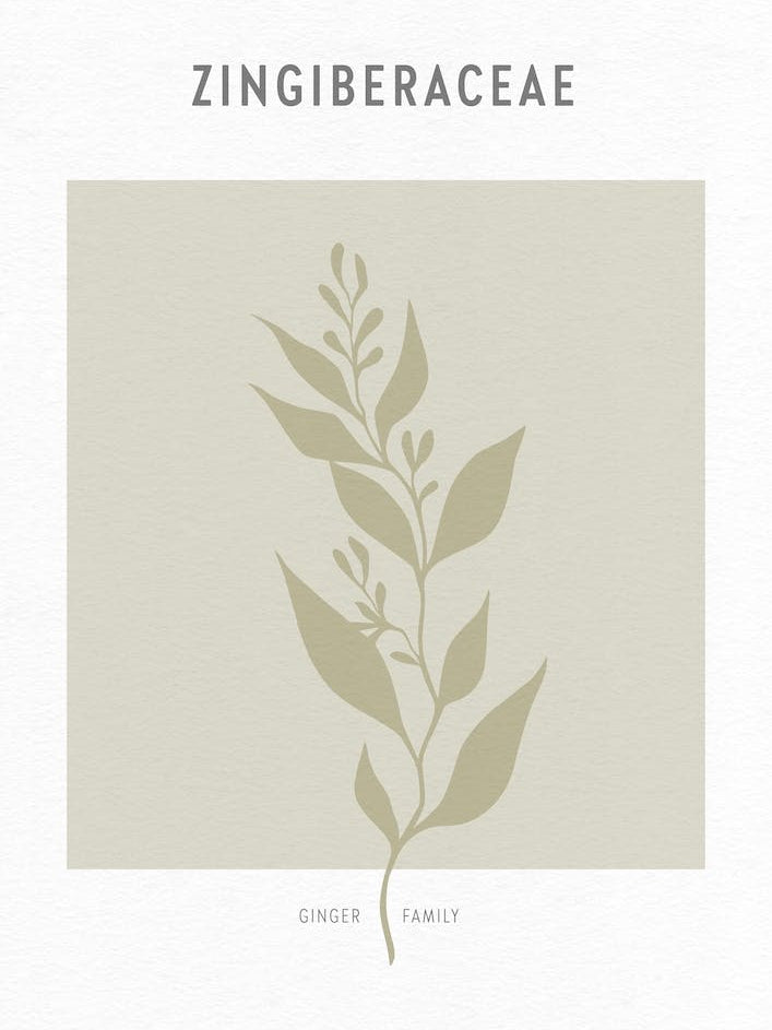 Boho Leaves 2 Zingiberaceae