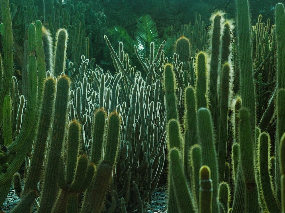 Succulent Garden Of California