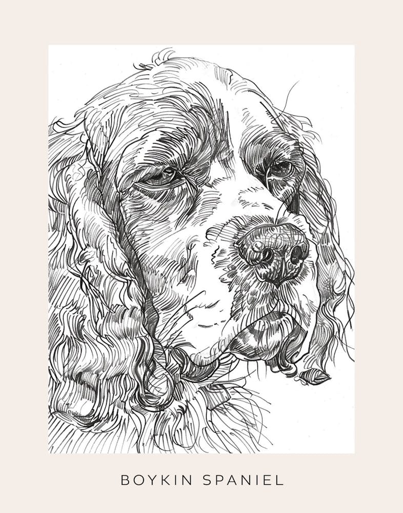 Boykin Spaniel Dog Line Art 3 Poster