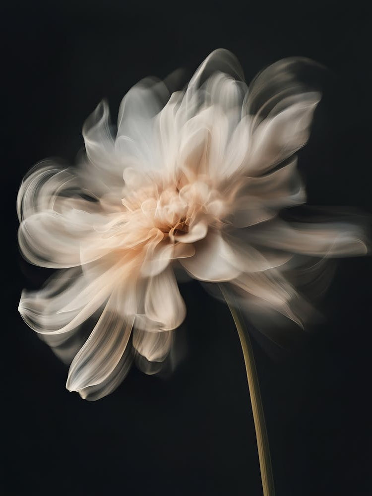 Chrysanthemum 2