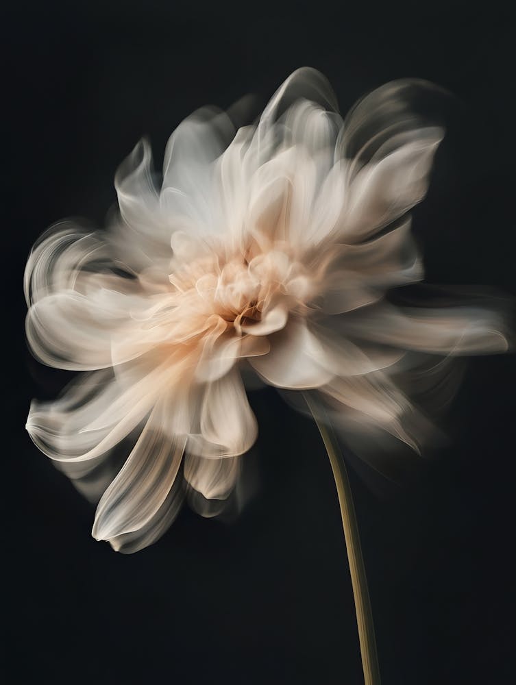 Chrysanthemum 2