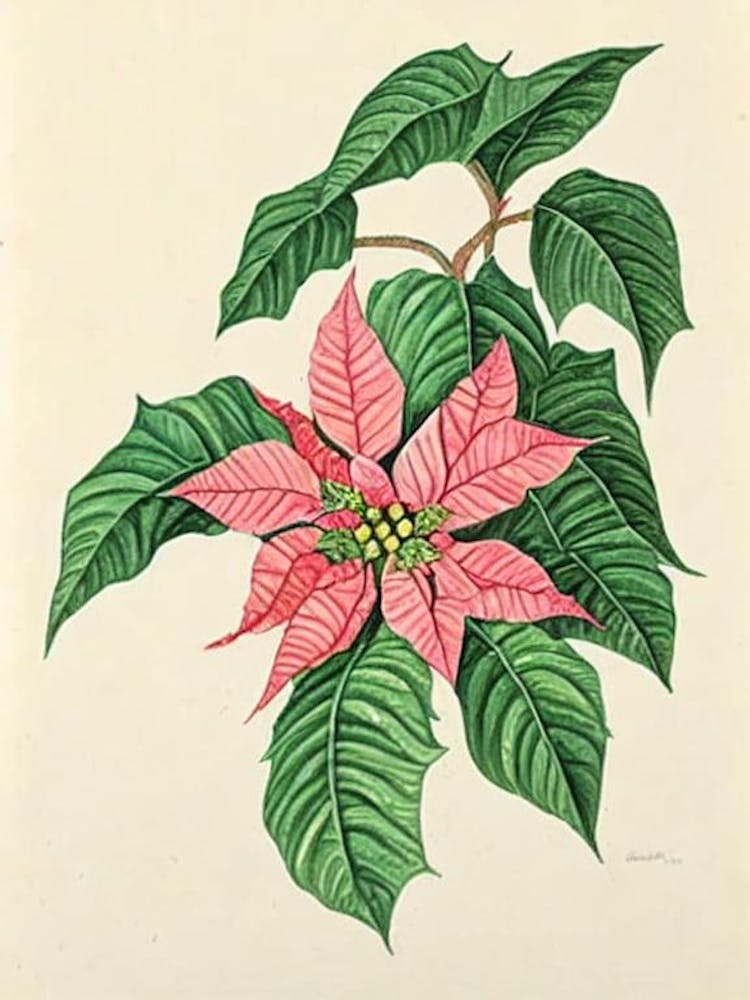 Poinsettia Vintage Botanical Flower