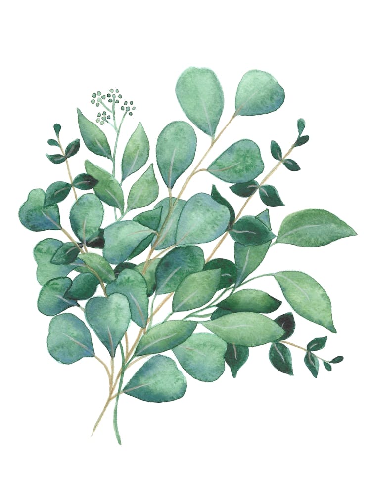 Watercolour Foliage Study 1
