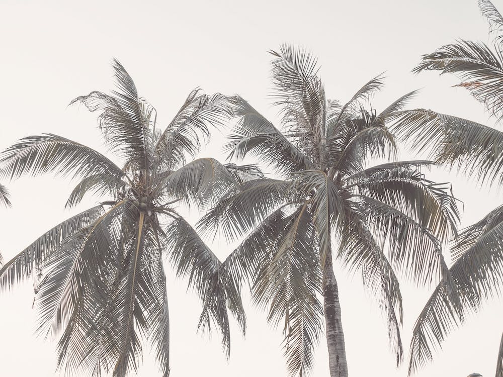 Palm Trees Along Ocean