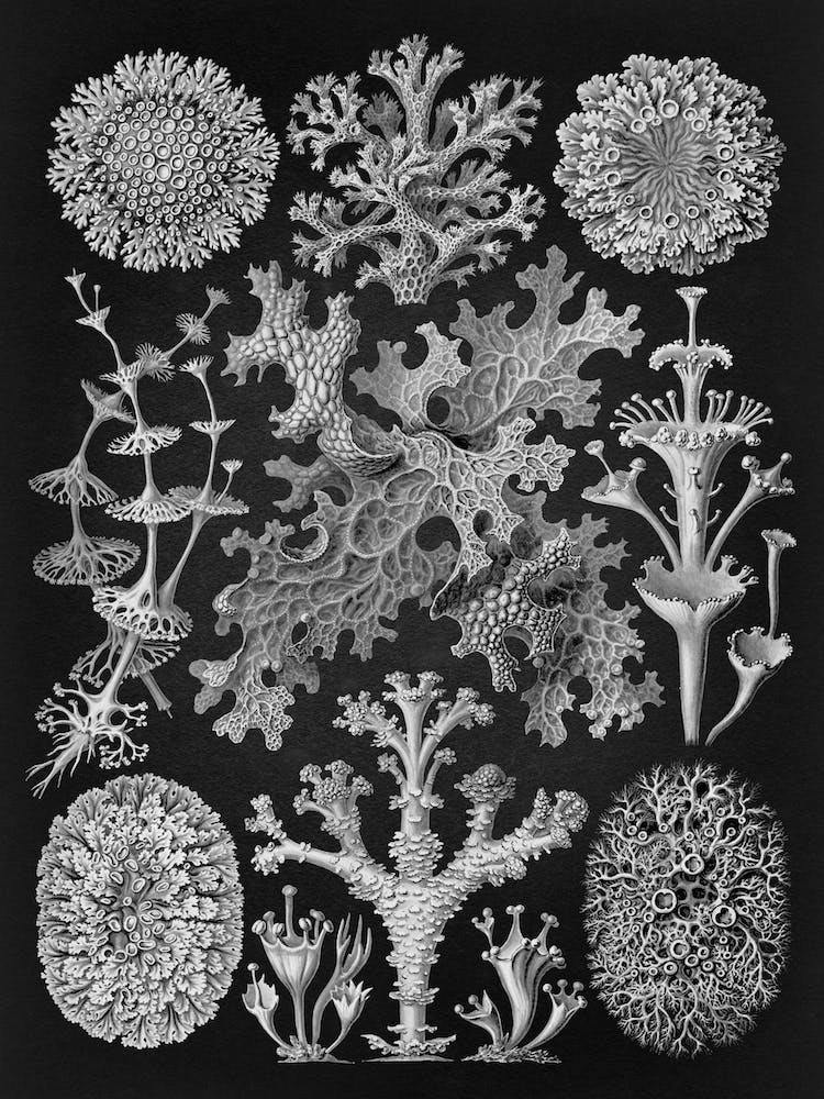 Vintage Haeckel 15 Tafel 83 Flechten