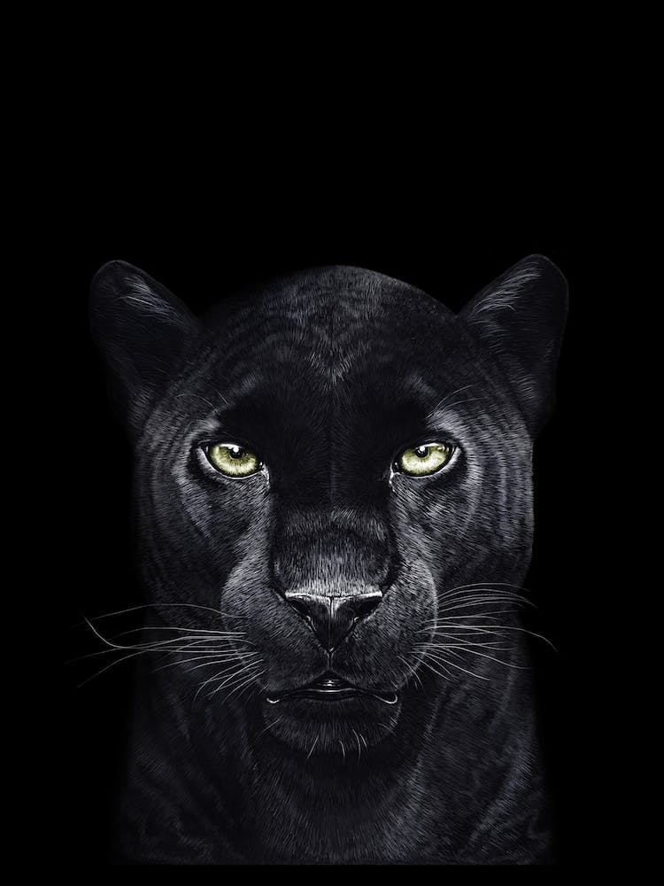 Black Panther on Black