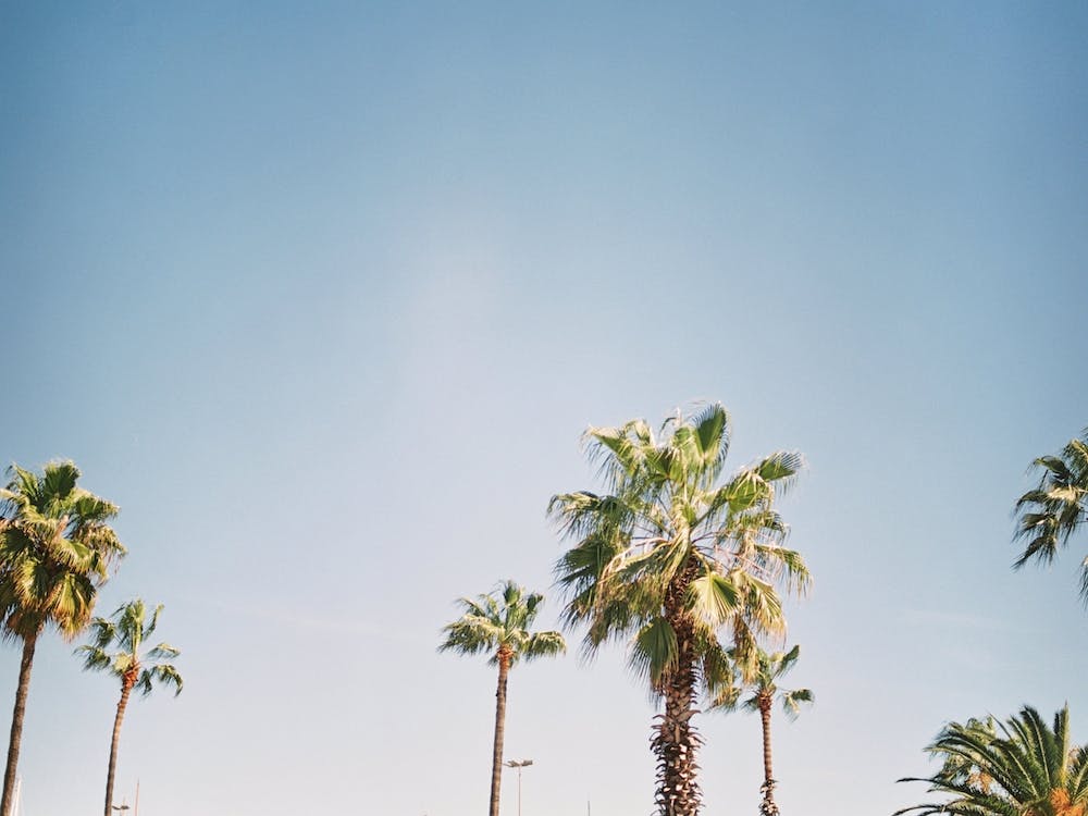 Barcelona Palmtrees