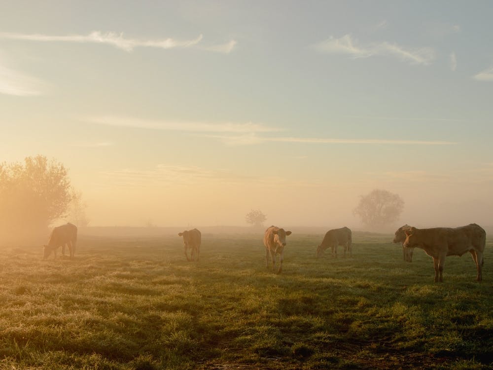 Sunrise In The Field With The Cows