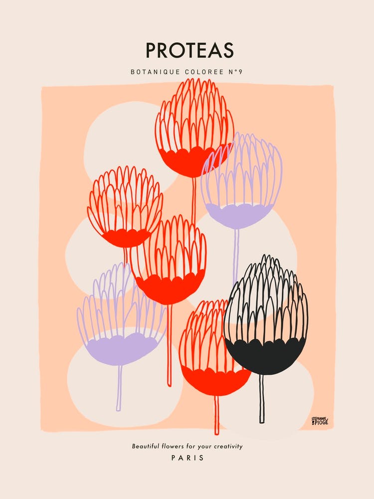 Botanic Collection - Peach Fuzz - Proteas Flowers