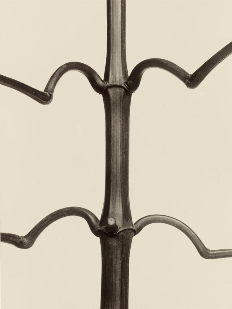 Impatiens Glandulifera, Karl Blossfeldt
