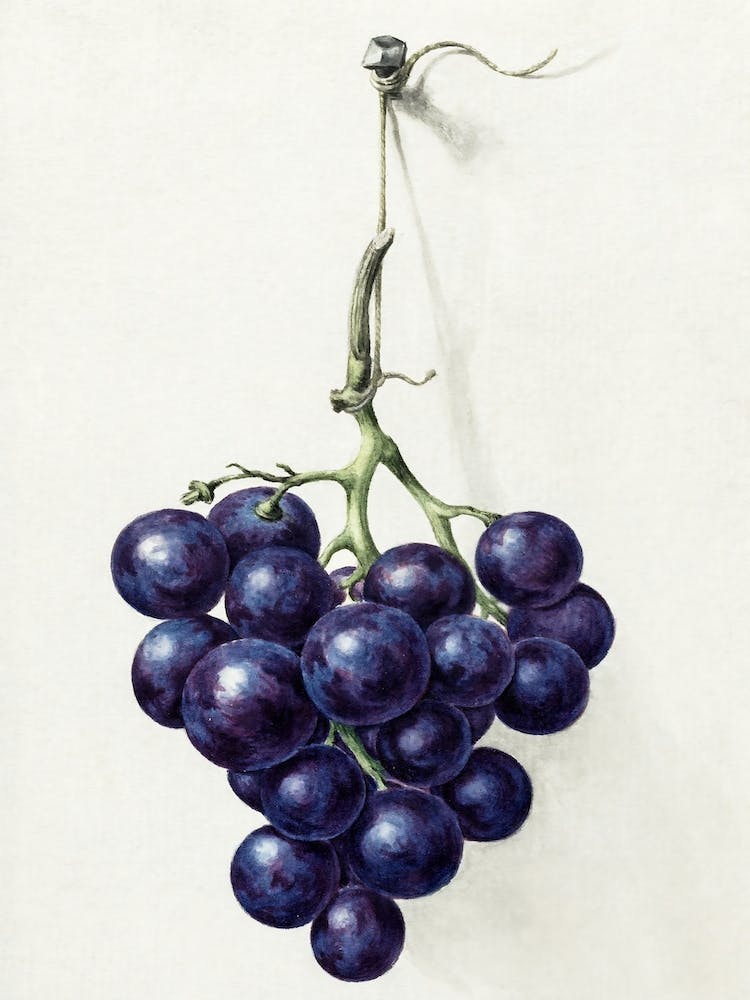 Bunch Of Blue Grapes, Jean Bernard