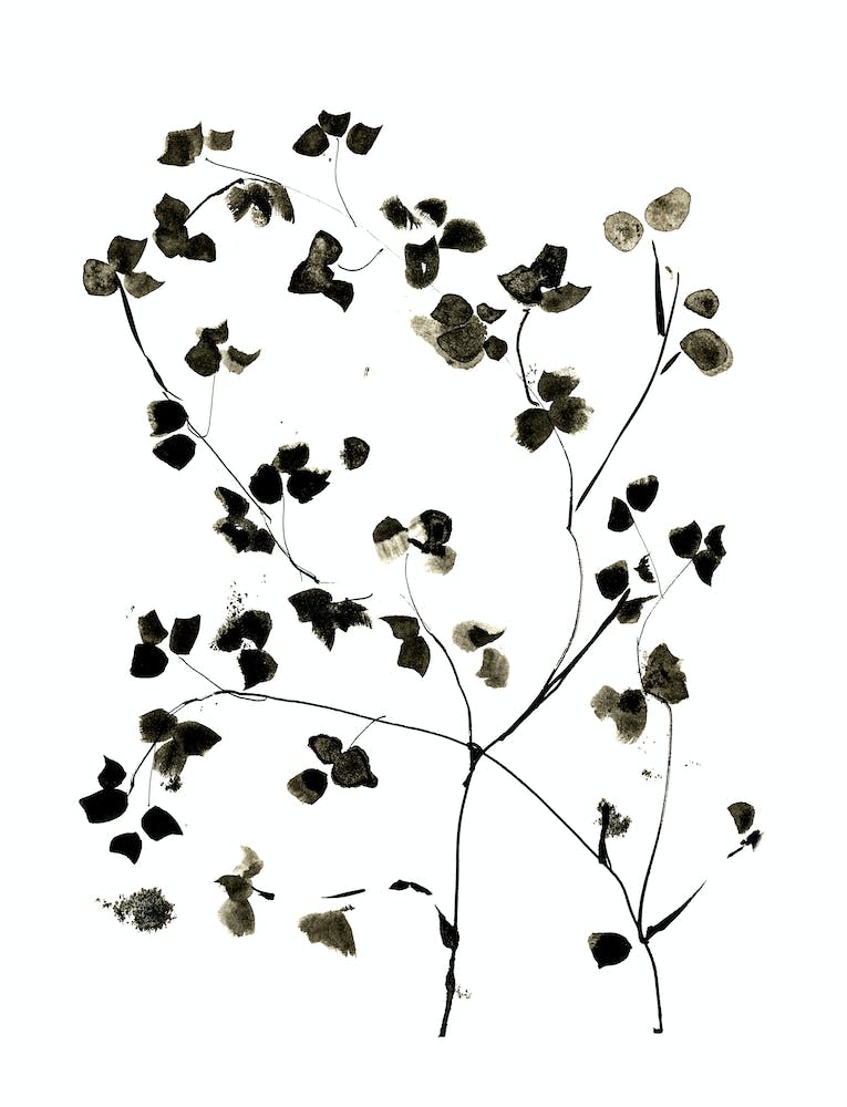 Blossom